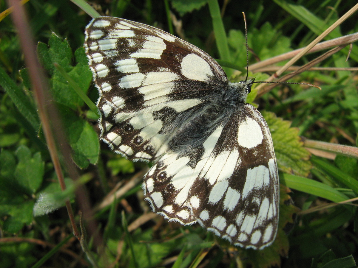 Marbled White 
